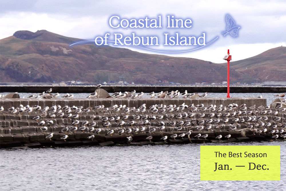 Coastal line of Rebun Island