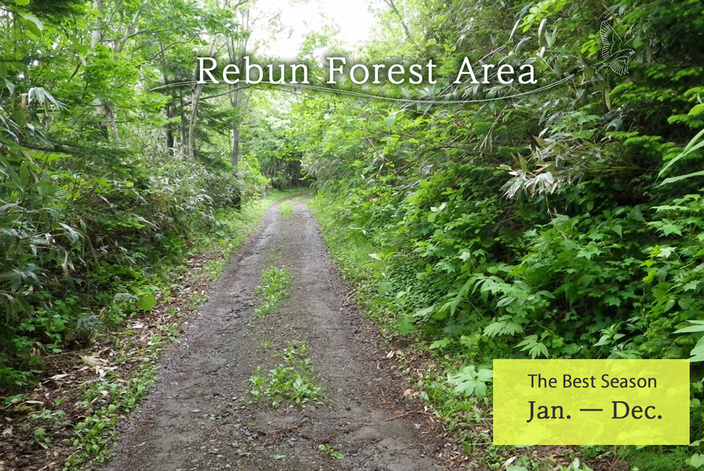 Rebun Forest Area