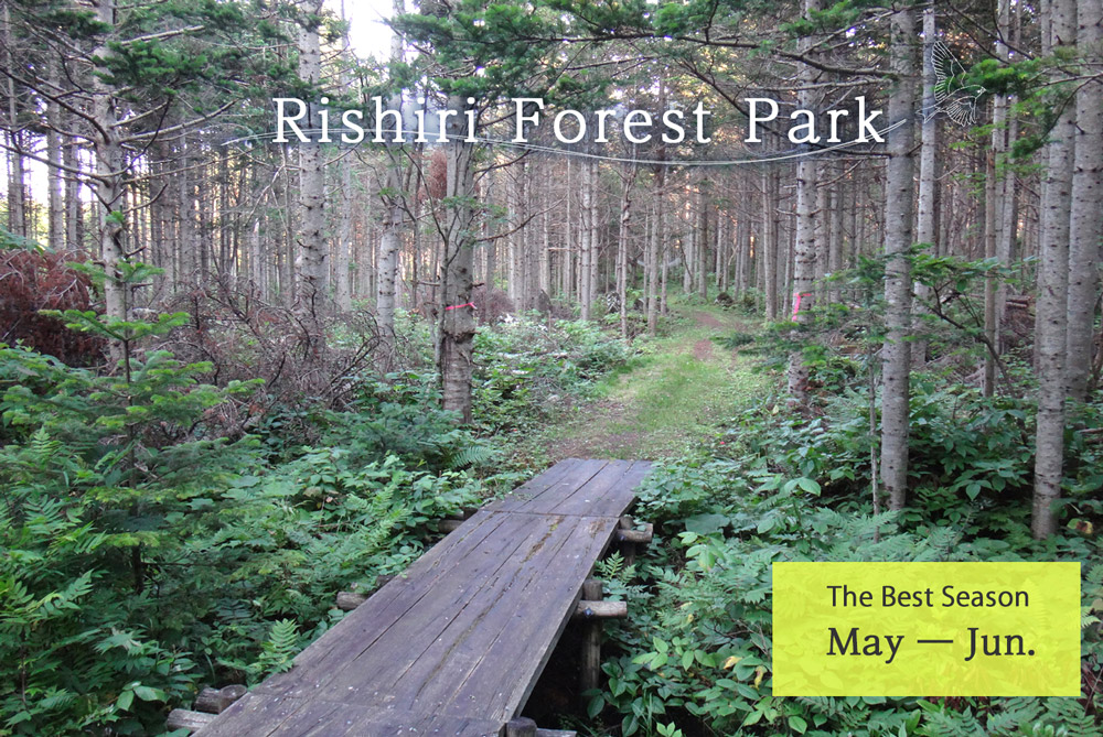 Rishiri Forest Park