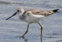 Greenshank Greenshank