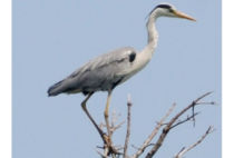 Grey Heron Grey Heron