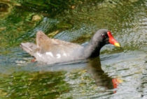 Common Moorhen Common Moorhen