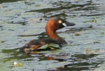 Little grebe Little grebe