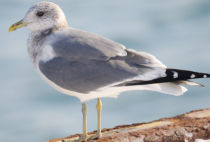 Mew Gull Mew Gull