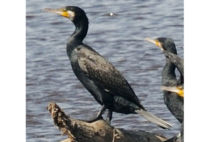 Great Cormorant Great Cormorant