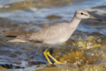 Grey-tailed Tattler Grey-tailed Tattler