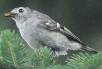 Goldcrest Goldcrest