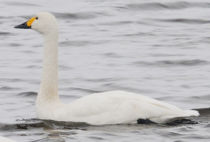 コハクチョウ コハクチョウ