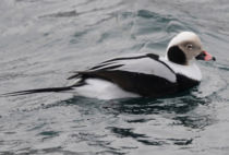 Long-tailed Duck Long-tailed Duck