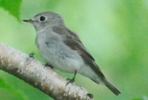 コサメビタキ コサメビタキ