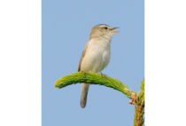 Black-browed reed Warbler Black-browed reed Warbler
