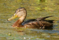 Mallard Mallard
