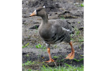 White-fronted Goose White-fronted Goose