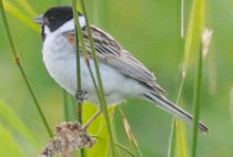 Reed Bunting Reed Bunting