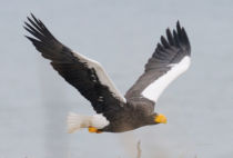 Stealler's Sea-eagle Stealler's Sea-eagle