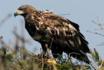 White-tailed Eagle White-tailed Eagle