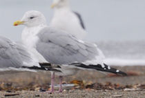 Herring Gull Herring Gull