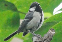 Japanese Tit Japanese Tit