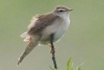 シマセンニュウ シマセンニュウ