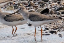 Terek Sandpiper Terek Sandpiper