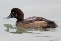 Greater Scaup Greater Scaup