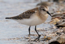 Red-necked Stint Red-necked Stint