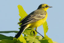 Yellow Wagtail Yellow Wagtail