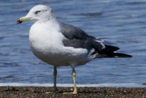 Black-tailed Gull Black-tailed Gull
