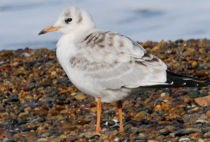 Black-headed Gull Black-headed Gull