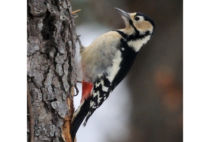 Great Spotted Woodpecker Great Spotted Woodpecker