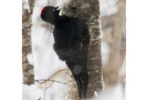 Black Woodpecker Black Woodpecker