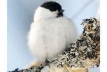 Willow tit Willow tit