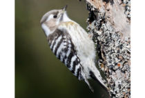 Japanese Pygmy Woodpecker Japanese Pygmy Woodpecker