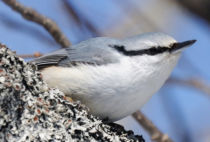 ゴジュウカラ ゴジュウカラ