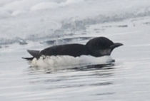 Thick-billed Murre Thick-billed Murre
