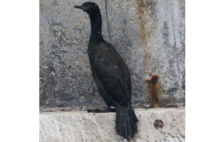 Pelagic Cormorant Pelagic Cormorant