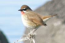 Siberian Rubythroat Siberian Rubythroat