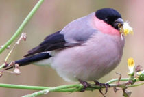 Eurasian Bullfinch Eurasian Bullfinch