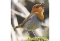 Japanese Robin Japanese Robin