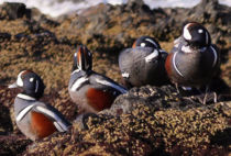 Harlequin Duck Harlequin Duck