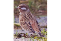 シラガホオジロ シラガホオジロ