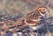 Lapland Longspur Lapland Longspur