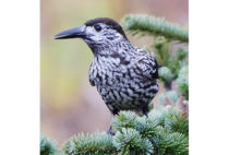 Spotted Nutcracker Spotted Nutcracker
