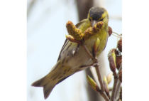 Eurasian Siskin Eurasian Siskin