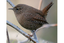 Eurasian Wren Eurasian Wren