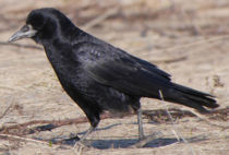 ミヤマガラス ミヤマガラス