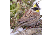 Yellow-throated bunting Yellow-throated bunting