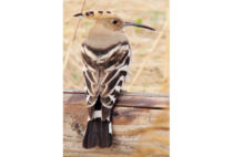 Eurasian Hoopoe Eurasian Hoopoe