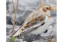 Snow Bunting Snow Bunting